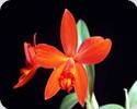 Sl. Psyche 'China'